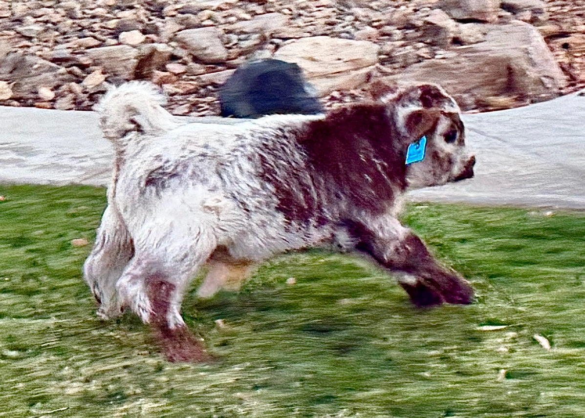 BCC High Dollar Handsome Micro/Mini Bull. $50,000.00