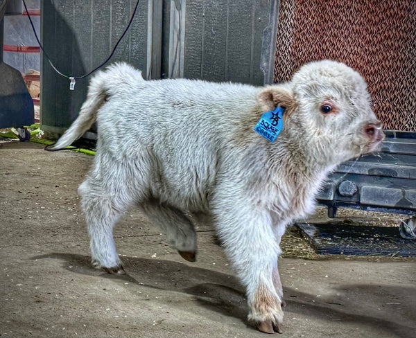 Silver Splendor calf