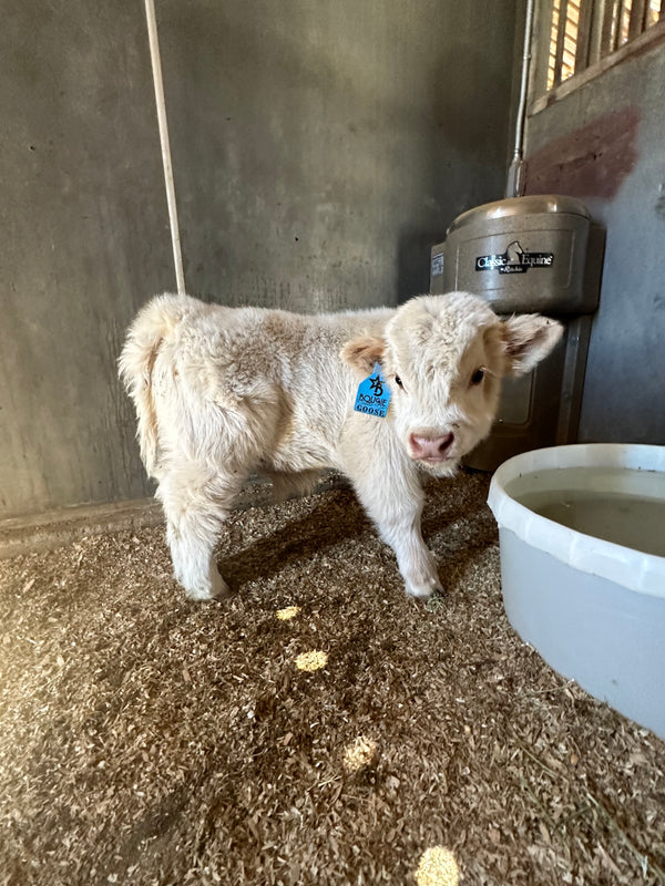 Silver Splendor calf