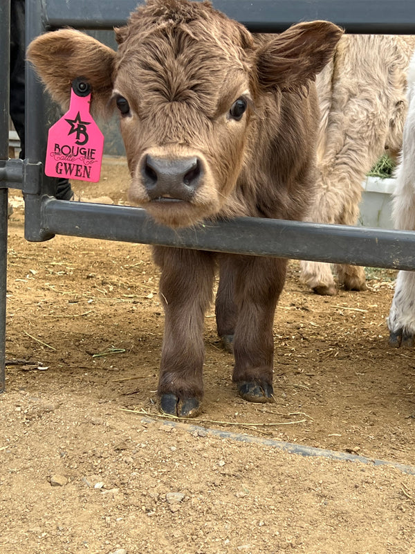Yellow Jacket calf