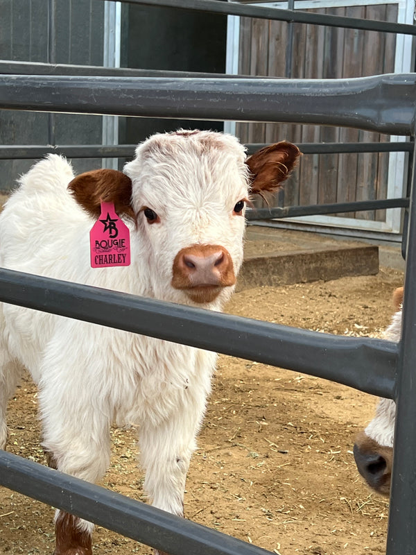 Yellow Jacket calf