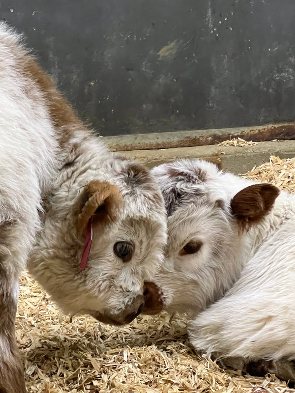 Silver Splendor calf