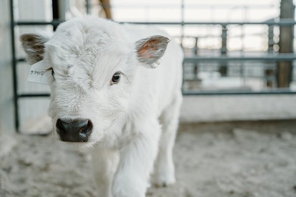 Silver Splendor calf