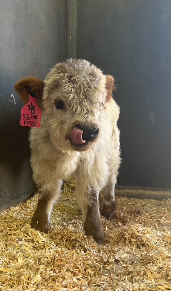 Silver Splendor calf