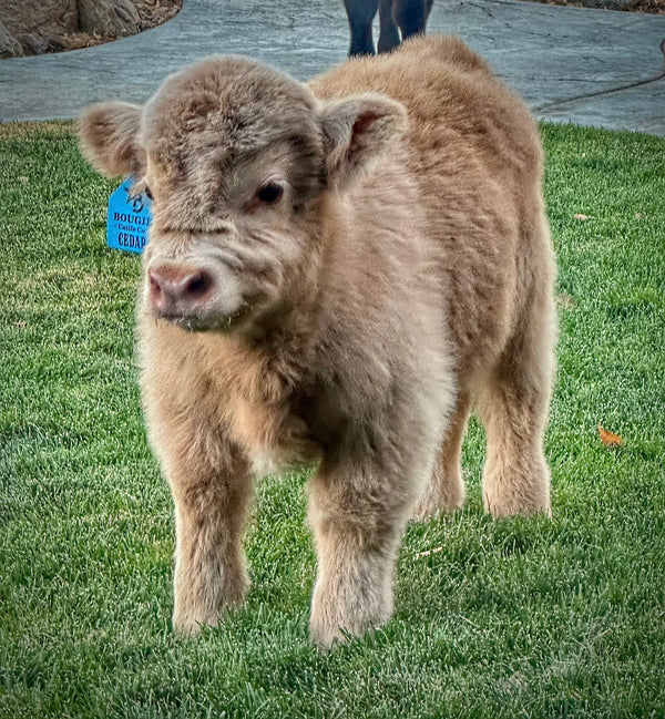 Yellow Jacket calf