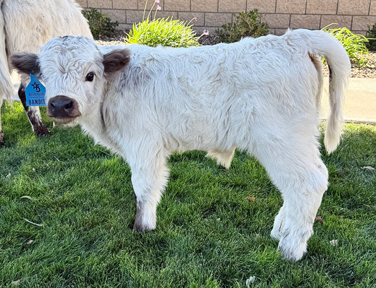 Bandit Mini/Mid Size Bull/Steer $12,500.00