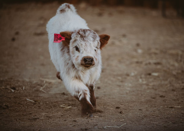 Silver Splendor calf