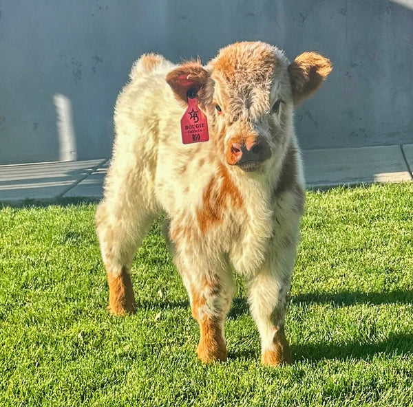 Little Graham calf
