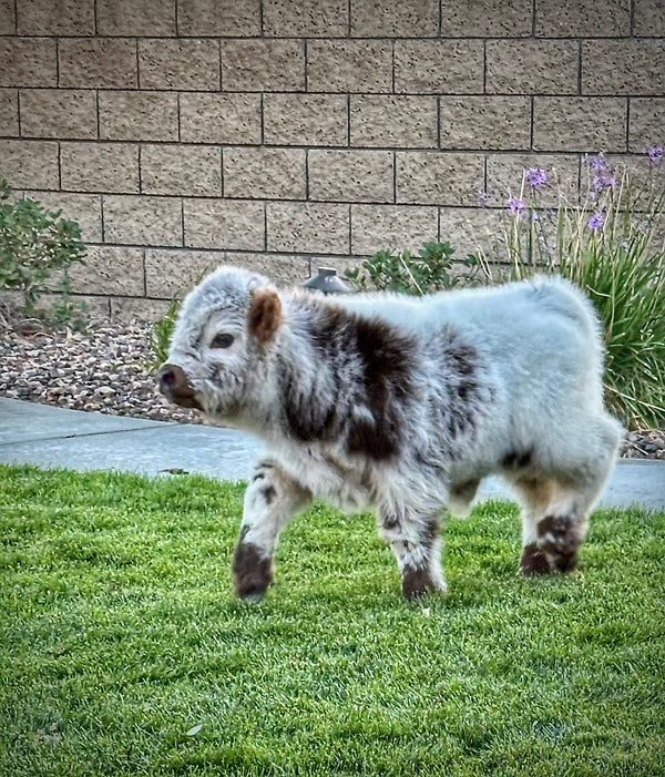 Little Graham calf