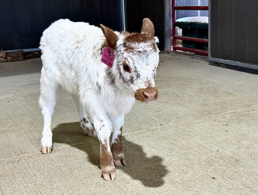 Honeydew – Mini Highpark Heifer ($17,500)