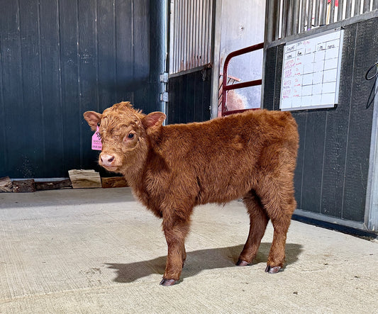 Ginger Jean Jr – Mini/Mid Polled Heifer ($20,000.00)
