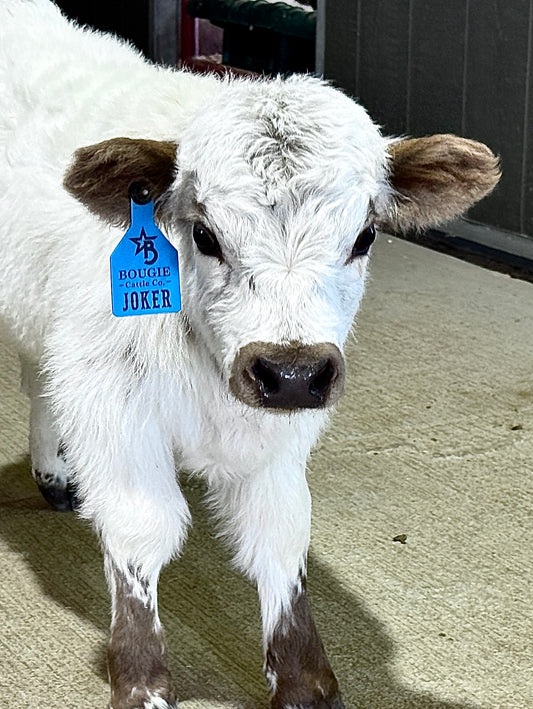 Joker – Mini Highpark Bull ($12,500)