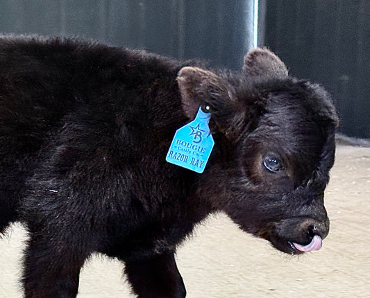 Razer Ray – Mini/Mid Highland Bull ($6,500)