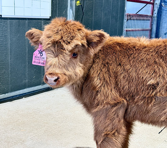 Dulce De Leche – Mid Size Highland Heifer ($12,500)