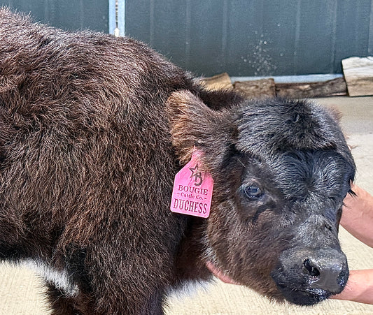 Duchess – Mid Blue Roan Highland Heifer ($12,500)