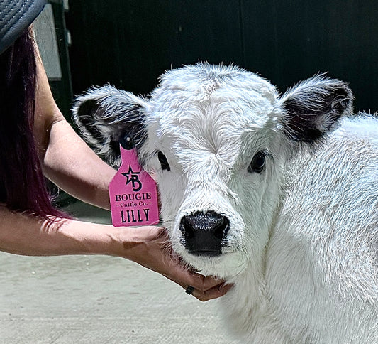 Lilly – Mid Size Highpark Heifer ($12,500)