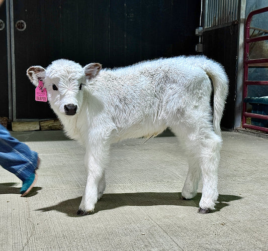 Harper – Mid Size Polled Highpark Heifer ($15,000)