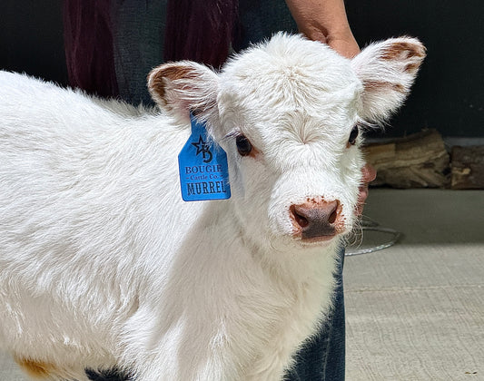 Murrel – Polled Highpark Micro/Mini Bull or Steer (17,500.00)