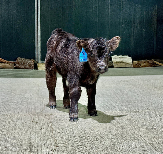 Griffin "Griff" – Polled Micro/Mini Highpark Bull ($15,000) - SOLD