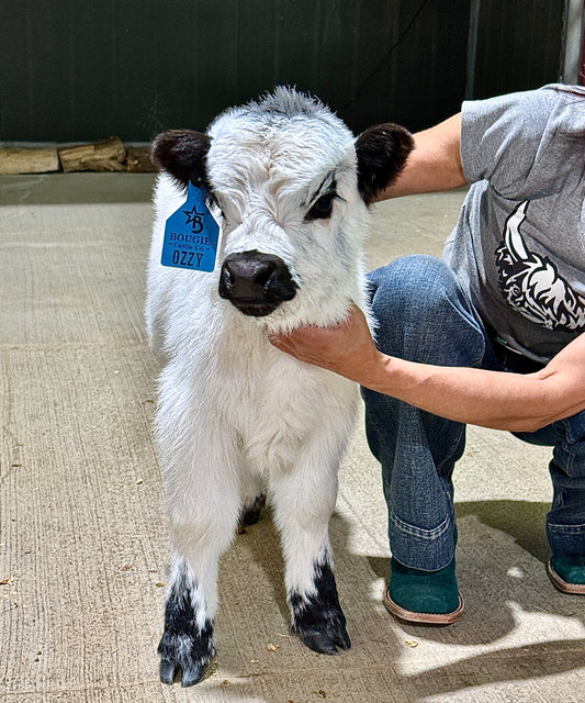 Ozzy – Micro/Mini Polled Hairy Highpark Bull/Steer  ($30,000)