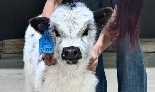 Sniper – Micro/Mini Polled Highpark Bull/Steer  ($25,000)