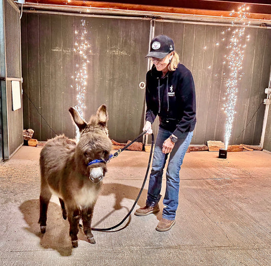 Cookie - Mini Jennet Donkey ($10,000)