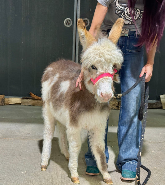 Gypsy – Miniature Jenny Donkey ($12,500)