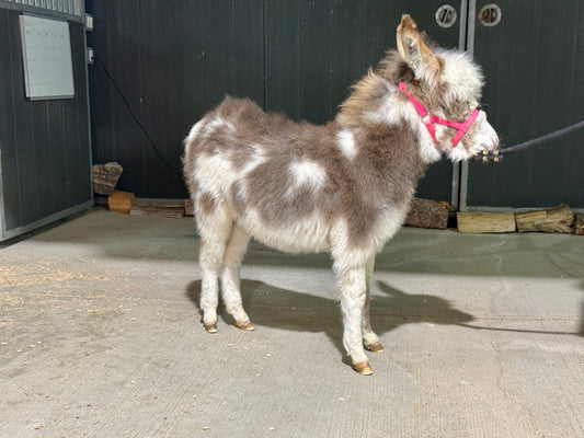 Gypsy – Miniature Jenny Donkey ($12,500)