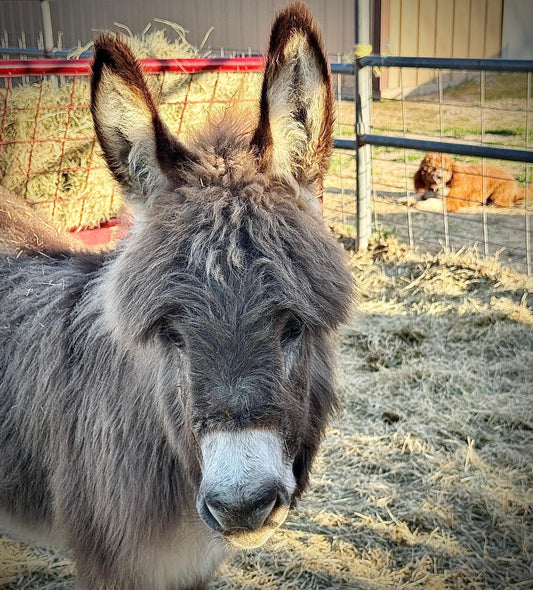 Cookie - Mini Jennet Donkey ($10,000)