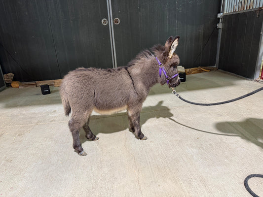 Nestle – Miniature Jack Donkey ($7,000)
