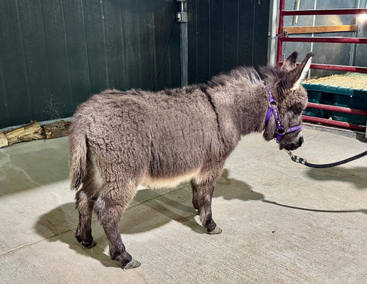 Nestle – Miniature Jack Donkey ($7,000)