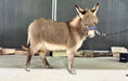 Load image into Gallery viewer, Cookie - Mini Jennet Donkey ($10,000)
