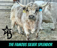 Load image into Gallery viewer, MilkShake Micro/ Mini Bull  Silver Splendor & Roxy $35,000.00
