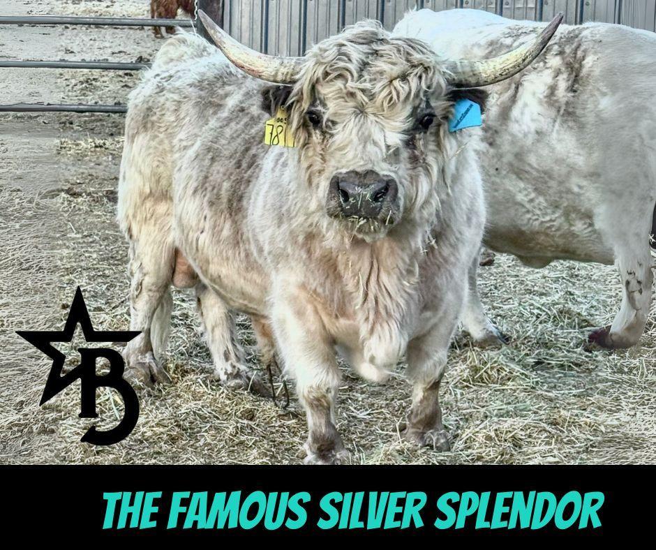 MilkShake Micro/ Mini Bull  Silver Splendor & Roxy $35,000.00
