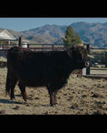 Load image into Gallery viewer, Trucker Coal -Mini Virgin Dehorned  Bull $10,000.00
