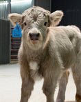 Load image into Gallery viewer, Swag – Mid Size Bull Steer
