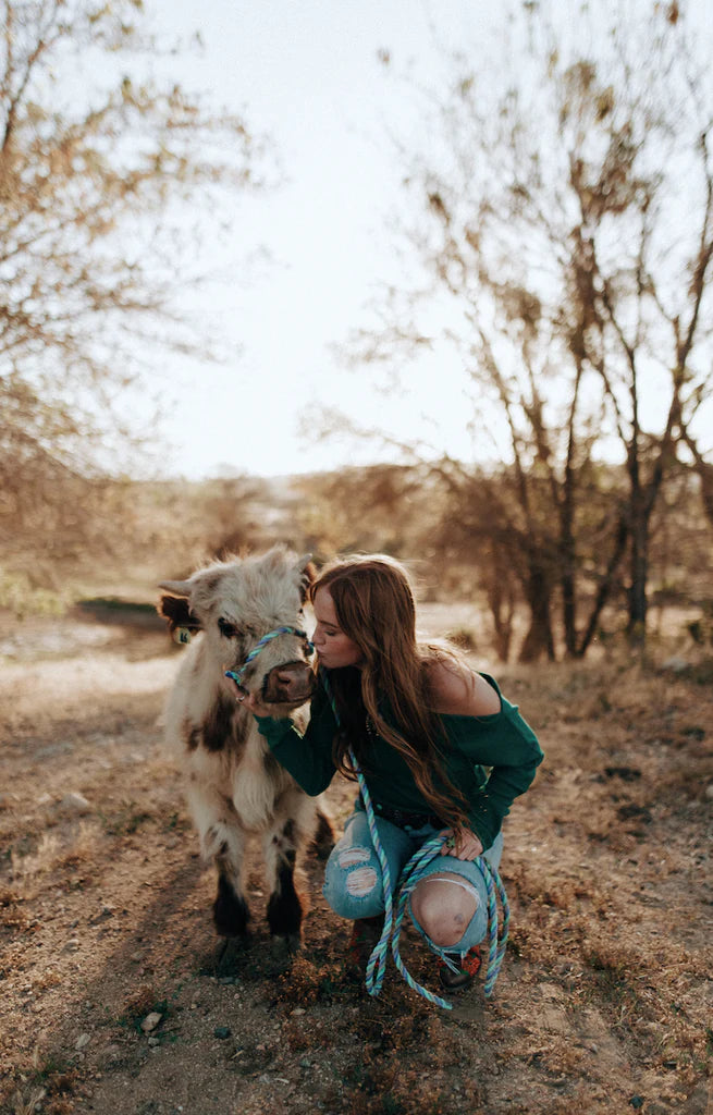 Miniature Highland cattle at Bougie Cattle Company