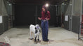 Load and play video in Gallery viewer, Ozzie 2.0 – Mid Size High Park Bull / Steer

