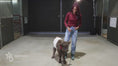 Load and play video in Gallery viewer, M&M – Mid Size Polled Dun Belted Heifer
