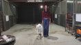 Load and play video in Gallery viewer, Barbie – Micro/Mini High-Park Heifer
