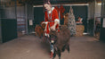Load and play video in Gallery viewer, Miss Jean, The Mini Jennette Donkey. $10,000.00 If you take both 12,000 for the Pair
