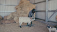 Load and play video in Gallery viewer, Jellybean- WEANED Polled Mini/Mid Size Heifer $15,000.00
