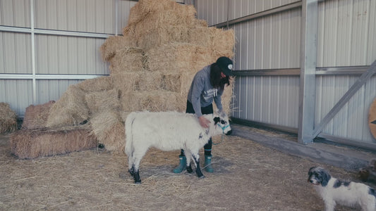 Jellybean- WEANED Polled Mini/Mid Size Heifer $15,000.00