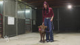 Load and play video in Gallery viewer, Dixie Dunn – Mid Size Heifer
