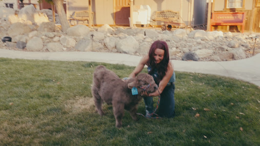 Maverick Micro/Mini bull/ Steer calf  - $17,500