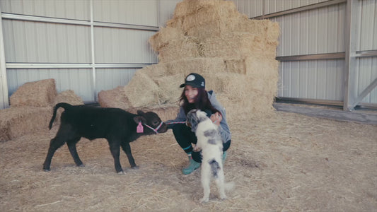 Jezebel polled Small Mid Size Heifer $10,000.00