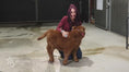 Load and play video in Gallery viewer, Mocha Mae – Micro / Mini Heifer
