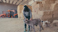 Load and play video in Gallery viewer, Austin Mid Size Silver Dun Bull/Steer $10,500.00
