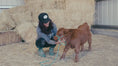 Load and play video in Gallery viewer, Butterbean Micro/mini Red Bull Calf $13,500.00
