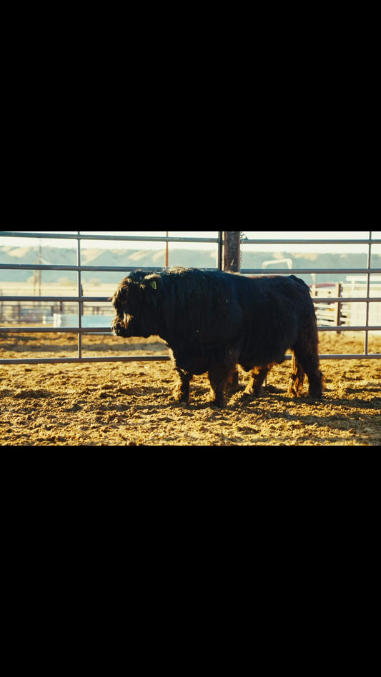 Trucker Coal -Mini Virgin Dehorned  Bull $8000.00